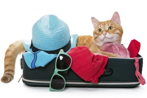 5 Tips for Travel Nursing with Pets