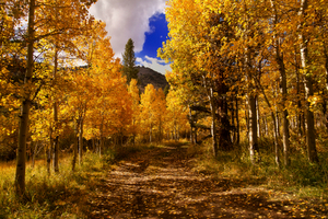 Hiker looking over view of fall colored aspens