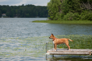 Lake Dock Dog