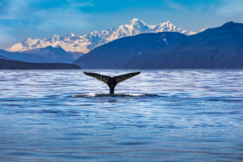 Alaska has 6,640 miles of coastline and, including islands, has 33,904 miles of shoreline.
