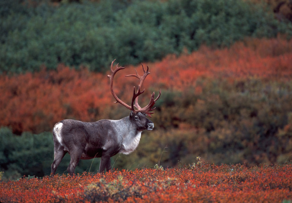 When it comes to wildlife, Alaska is known for its herds of caribou.