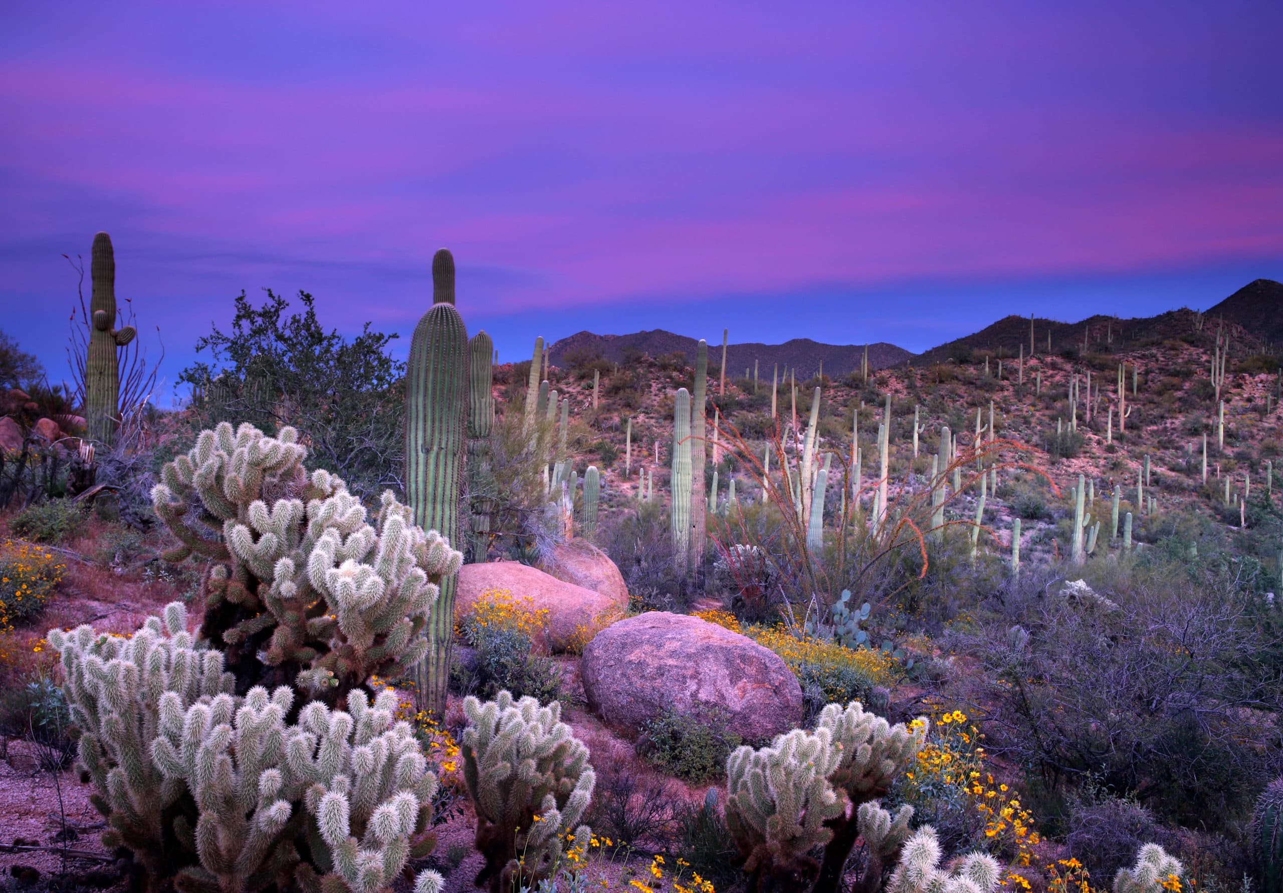 travel-cardiac-cath-lab-rad-tech-job-in-gilbert-az