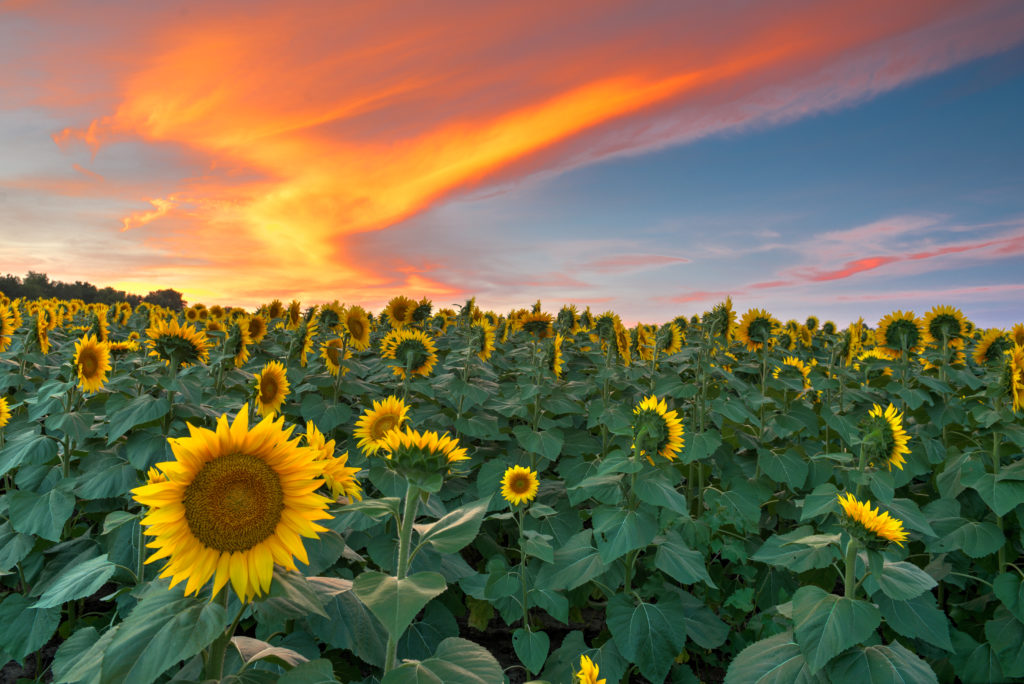 Enjoy pretty sunflowers, amber waves of grain, Wichita’s Riverfest, and more.