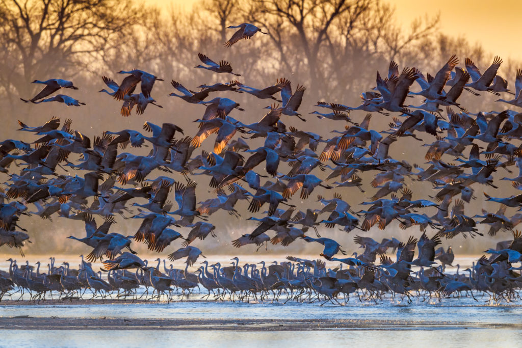 Experience the annual sandhill crane migration, where more than 80 percent of the world’s population of sandhill cranes converge on Nebraska’s Platte River valley.
