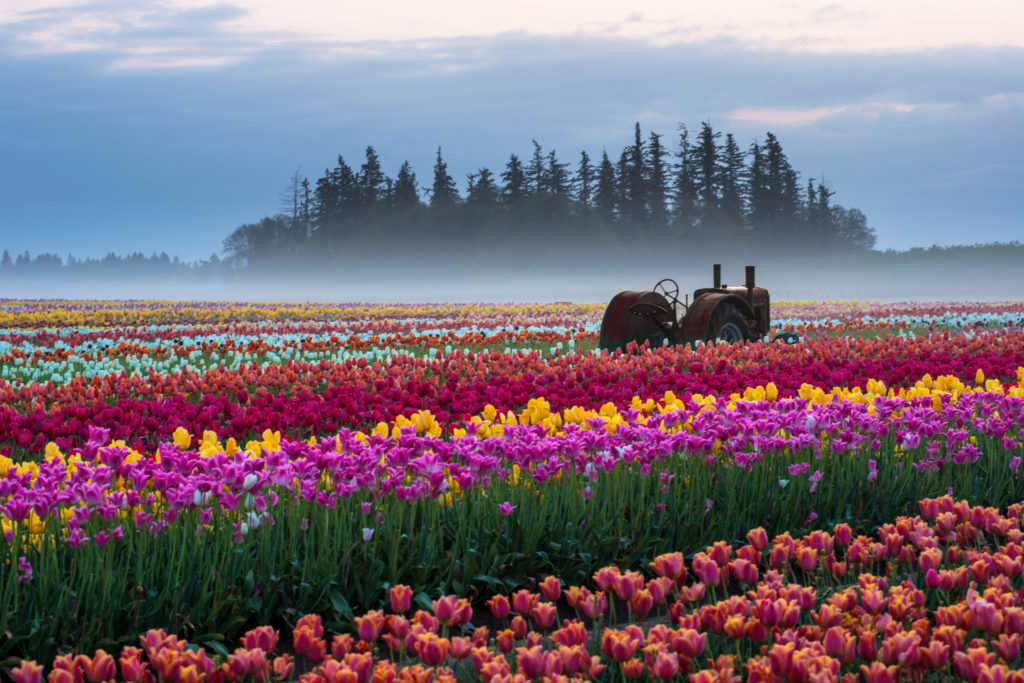 Explore Crater Lake National Park, Cannon Beach, the Wooden Shoe Tulip Farm, and more.