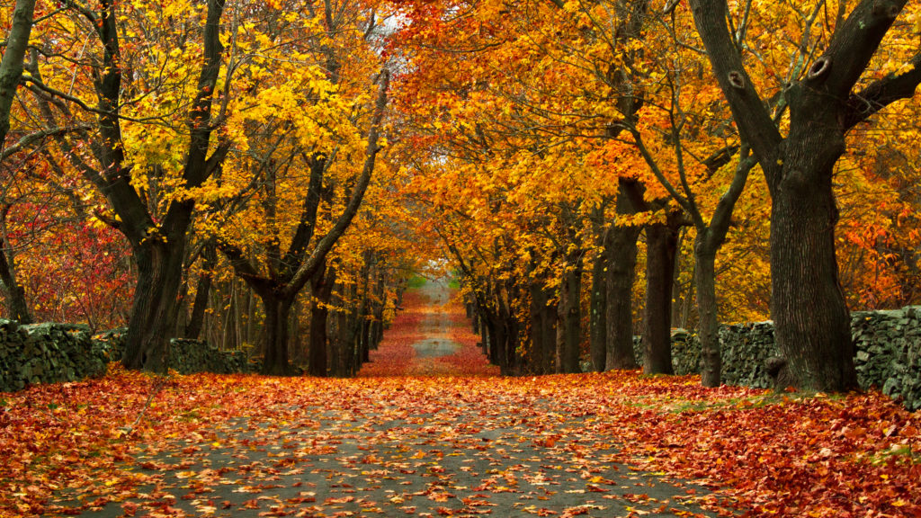 Experience the fairytale-esque fall foliage at Rhode Island's Colt State Park.