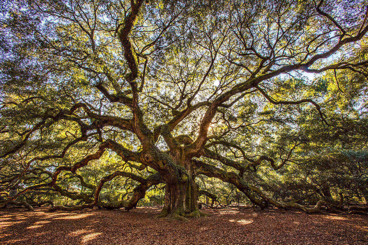 Marvel at the legendary Angel Oak Tree, one of South Carolina's oldest live oak trees.