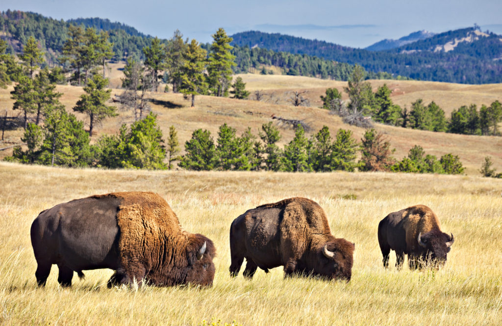 Discover where the bison and the antelope play in South Dakota.