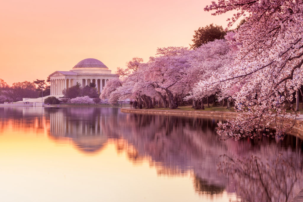 Experience the National Cherry Blossom Festival each spring in Washington, D.C.