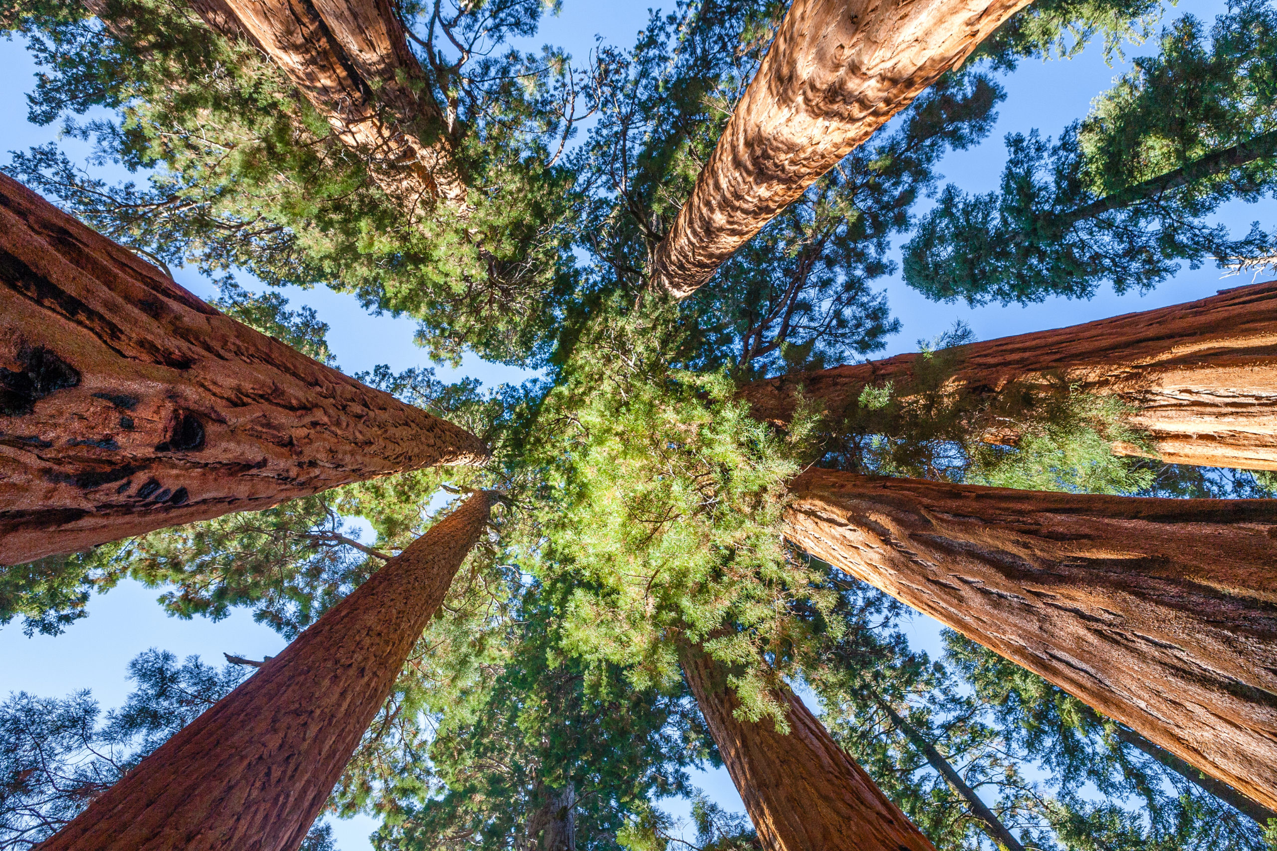 Giant Sequoia Tree Canopy, The Senate Trees