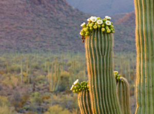 Saguaro Cactus in Bloom