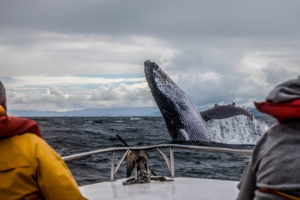 Whale Watch Virginia 
